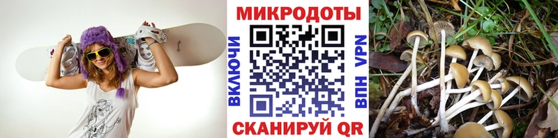где купить наркоту Сортавала Галлюциногенные грибы Cubensis